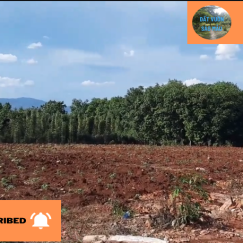 CẦN BÁN ĐẤT TRỒNG CÂY LÂU NĂM || 200 M CHIỀU DÀI || 360 TRIỆU/ SÀO || 900 M2 THỔ CƯ || SỔ ĐỎ CẦN BÁN ĐẤT TRỒNG CÂY LÂU NĂM || 200 M CHIỀU DÀI || 360 TRIỆU/ SÀO || 900 M2 THỔ CƯ || SỔ ĐỎ