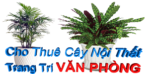 Cây Nội Thất - Văn Phòng Cây Nội Thất - Văn Phòng